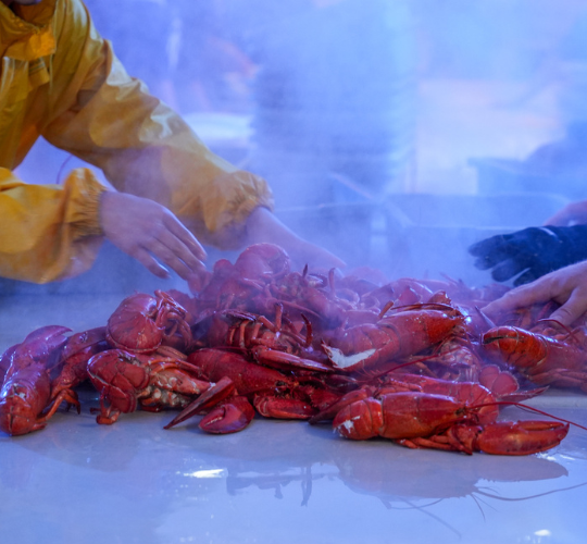 Festi-Homard 
