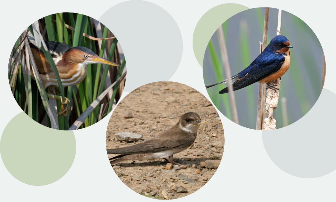 Savez-vous que 3 espèces d’oiseaux rares ont été dernièrement observées sur le territoire de Mirabel ?